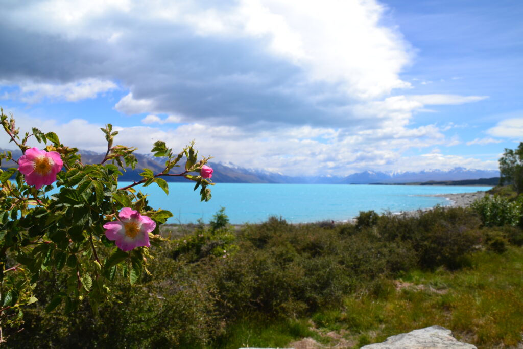 NATURE NEW ZEALAND